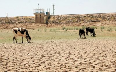 Estrés hídrico impacto a ganaderos de Querétaro