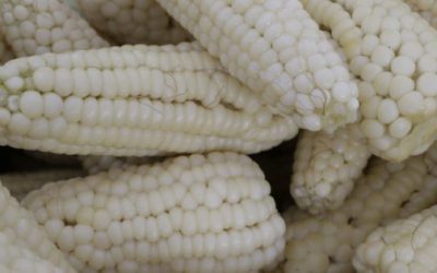 El Correo Ilustrado / Exige que la Sader ponga orden en el crítico mercado de maíz blanco.