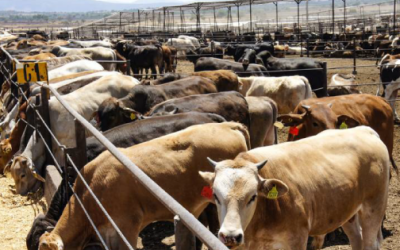 Crece 10% exportación de ganado bovino a EU.