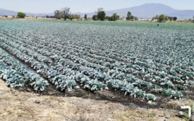 Baja 40% cosecha en Michoacán por clima.