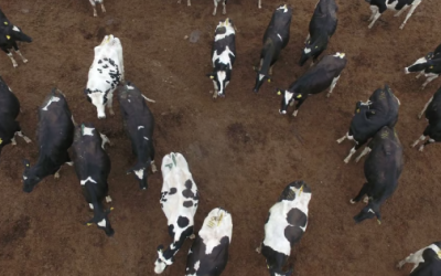 Sin regular, emisiones de metano del ganado en La Laguna