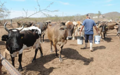 La sequía golpea a ganaderos de la sierra de Mazatlán.