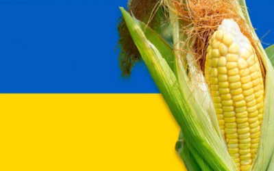 Opaca en maíz Ucrania a México.