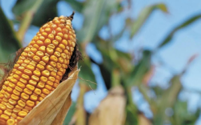 De enero a octubre el valor de las importaciones de maíz aumentó 7% respecto al mismo período de 2022.