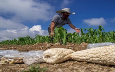 Se desploman producción y pago por la cosecha de granos en México.
