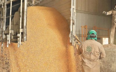 México registra nuevo récord en importaciones de maíz en 2023.