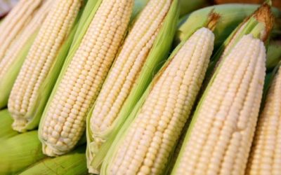 México impuso marca histórica en importación de maíz, según el USDA