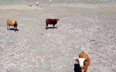 Casi 40% del hato ganadero en Sonora se perdió por la sequía.