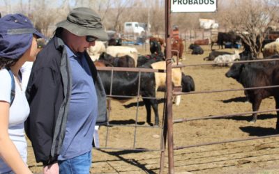 Refrenda Chihuahua estatus sanitario para exportación de ganado a EU.