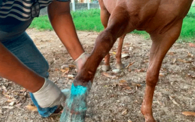 Alerta sanitaria por gusano barrenador en Chiapas