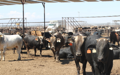 Pegan por barrenador a suministro de carne