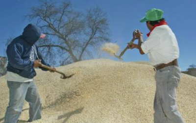 Incumplen los industriales con la compra de maíz, acusan
