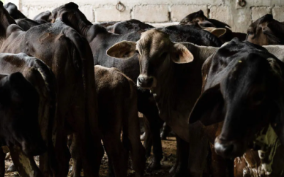 México acelera construcción de planta de moscas para reanudar exportación de ganado a EU