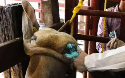 Ganaderos y gobierno de México trabajan en conjunto contra gusano barrenador