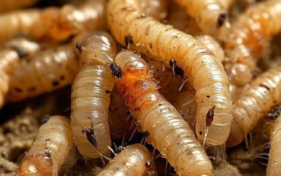 Casos de gusano barrenador en Oaxaca