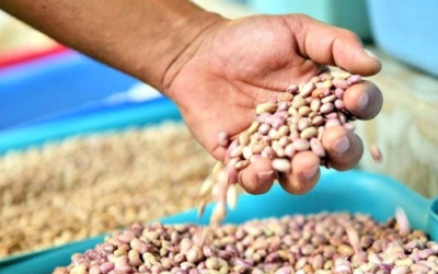 Malestar entre los productores de Zacatecas por falta de centros para acopiar leguminosas