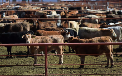 México pierde 700 mdd por cierre ganadero a EU; productores lamentan crisis económica por plaga del gusano barrenador