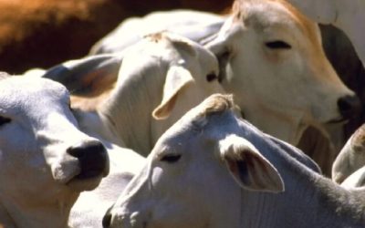 Crece 17% el robo de ganado en Guanajuato