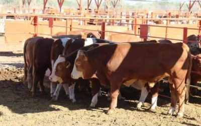 Impulsa SADER créditos con tasa preferencial para la engorda de ganado