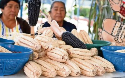 Maíces nativos, alimento nutritivo único