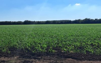 Productores de maíz no reportan daños en cultivos tras lluvias recientes