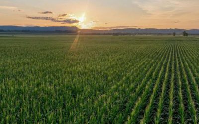 CNA invita al diálogo para encontrar soluciones integrales para el campo