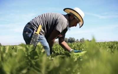 Campo mexicano enfrenta altos costos, baja rentabilidad y retos estructurales rumbo a 2026