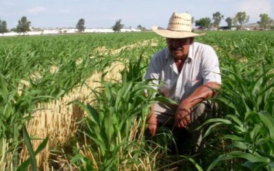 El envejecimiento del campo mexicano