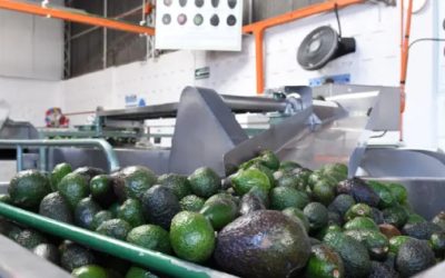 Presentan Certificado Laboral de Agroexportación de Aguacate que garantiza exportaciones respaldadas por trabajo digno
