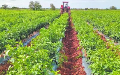 Panorama Agroalimentario 2025: Un superávit a la sombra de desafíos históricos