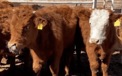 Extorsiones a ganaderos de Durango persisten pese a captura del “Limones”, les cobran hasta mil pesos por cabeza de ganado vendida