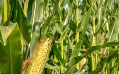 México, líder mundial en importaciones de maíz blanco; suben compras 310.7% en 2025: GCMA