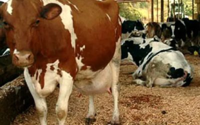 Ganaderos de México ven innecesaria importación de carne: afirman hay para abastecer mercado nacional