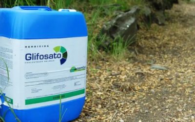 Se requiere hallar sustituto antes de retirar el glifosato: Sheinbaum