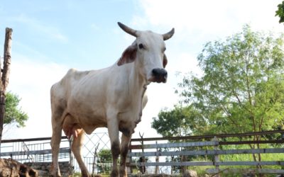 Se registran más de mil 300 casos de gusano barrenador en Yucatán