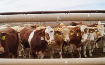 FAO acompaña a México en el diseño de su primera política ganadera libre de deforestación y baja en emisiones con financiamiento del Fondo para el Medio Ambiente Mundial