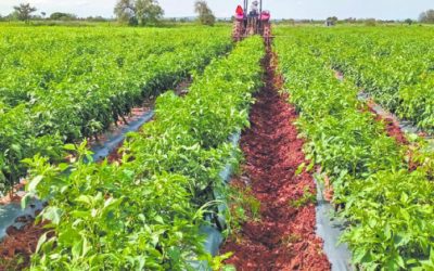 Superávit comercial agroalimentario y agroindustrial pese a la sequía