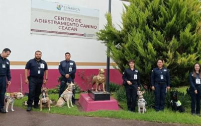 Binomios caninos se integran a detección del gusano barrenador