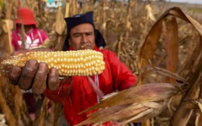 México depende de importaciones y productores enfrentan incertidumbre