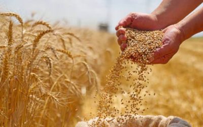 Prevén campesinos aumento de importaciones de maíz, arroz y trigo en 2026