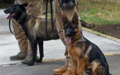 Binomios caninos reforzarán detección de gusano barrenador en ganado de México