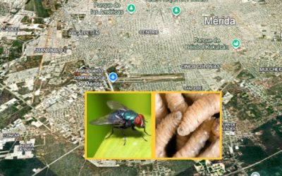 Primer habitante de Mérida infestado por el gusano barrenador del ganado