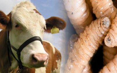 Aumenta EU alertas por el gusano barrenador