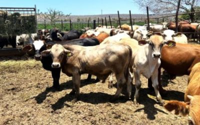 Refuerzan blindaje sanitario en BCS; alerta por riesgo del gusano barrenador