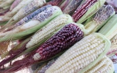 El Maíz es la Raíz