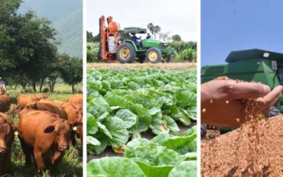 Se desploma casi 50 por ciento Balanza Comercial Agroalimentaria