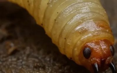 Gusano barrenador ya infectó a más de 100 personas en México