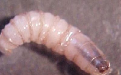 Confirman octavo caso de gusano barrenador en humano en Yucatán