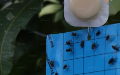 Trampas para mosca de gusano barrenador no eliminan polinizadores