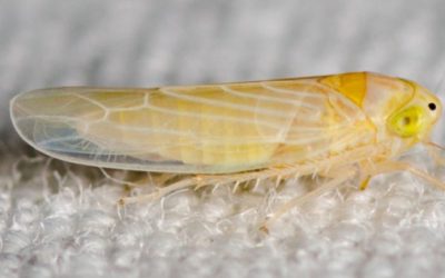 Especialistas del CUCBA advierten consecuencias de plagas por chicharrita del maíz